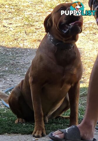 Dogue De Bordeaux X Rottweiler pups.