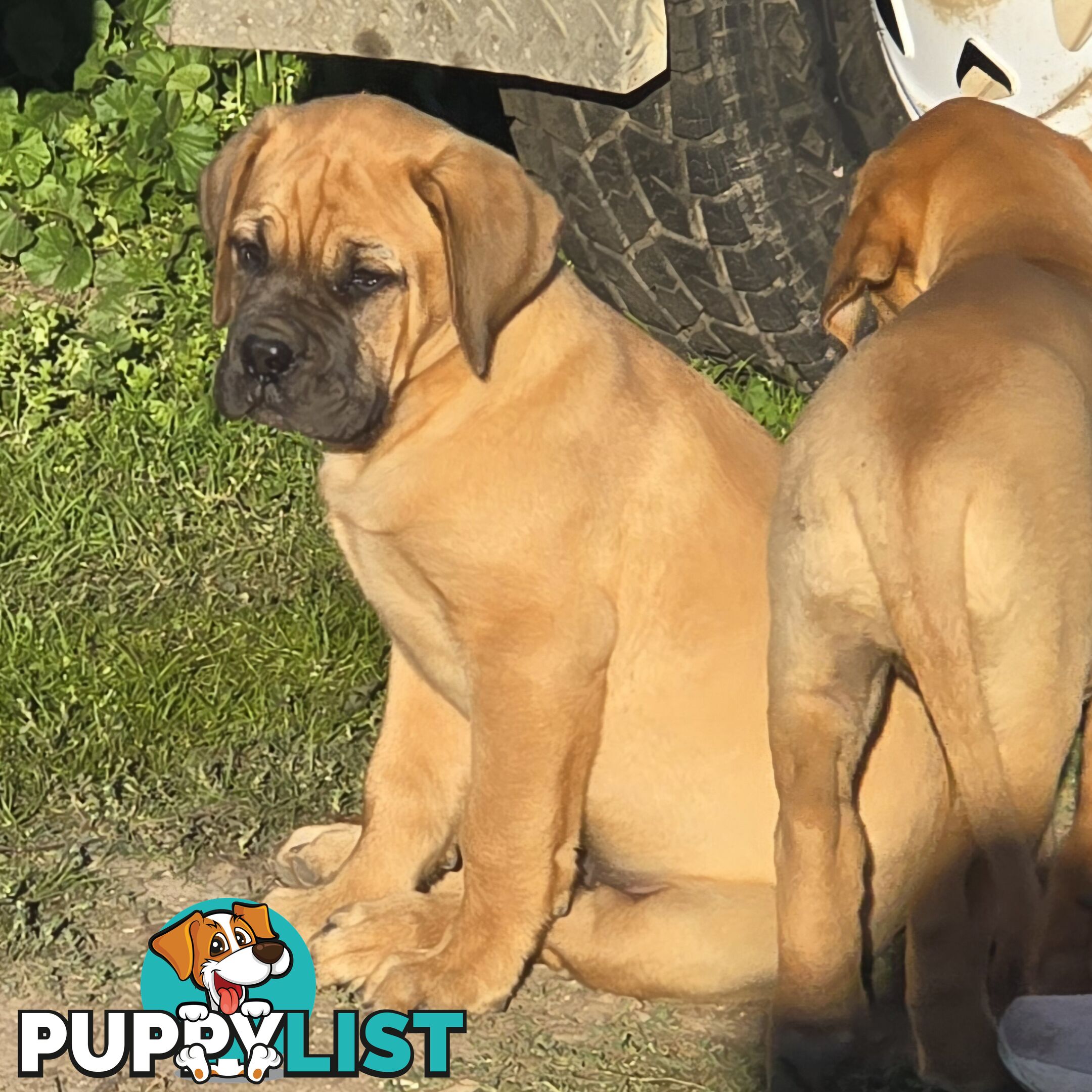 Dogue De Bordeaux X Rottweiler pups.