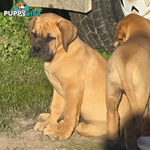 Dogue De Bordeaux X Rottweiler pups.