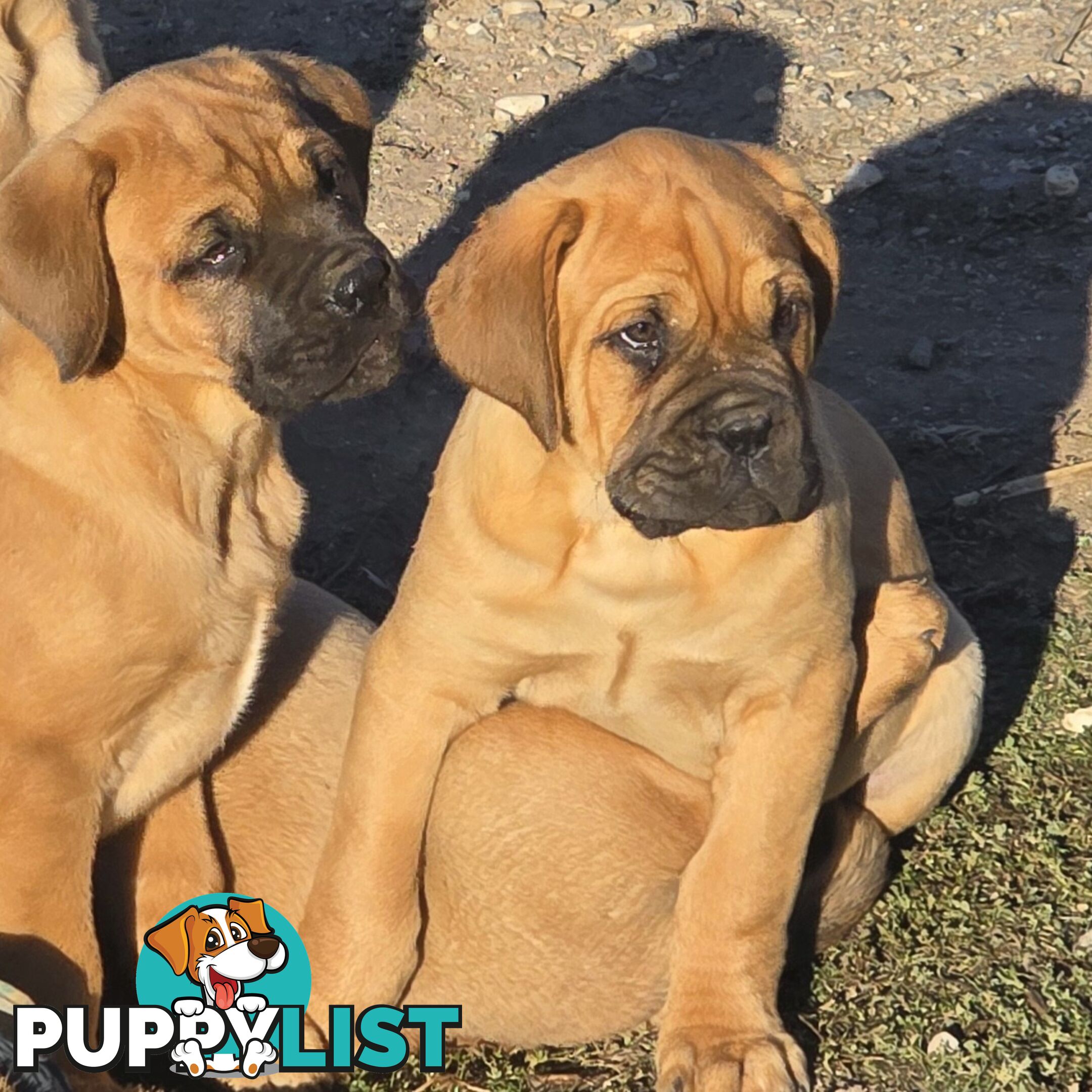Dogue De Bordeaux X Rottweiler pups.