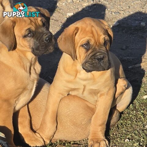 Dogue De Bordeaux X Rottweiler pups.