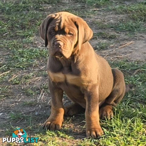 Dogue De Bordeaux X Rottweiler pups.