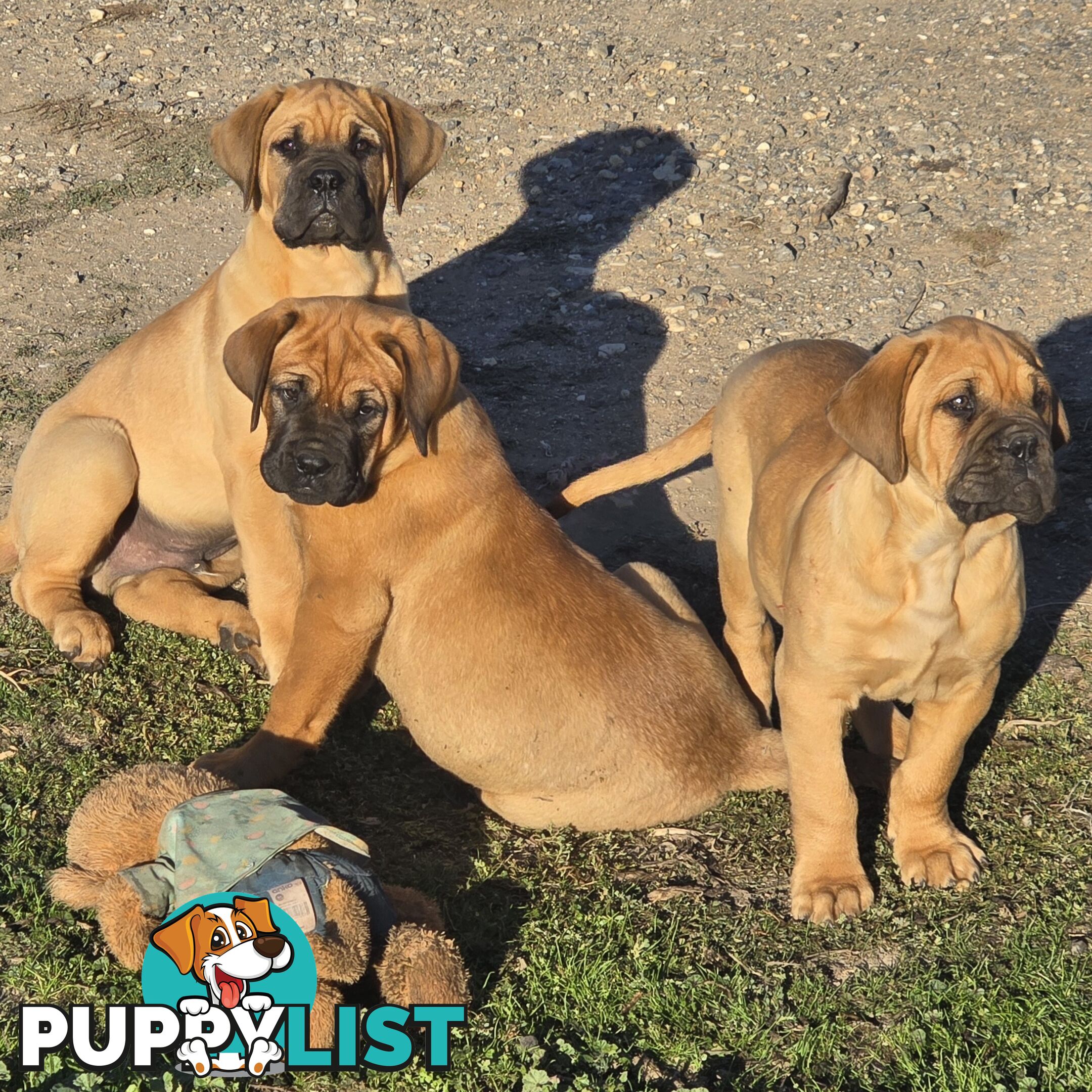 Dogue De Bordeaux X Rottweiler pups.