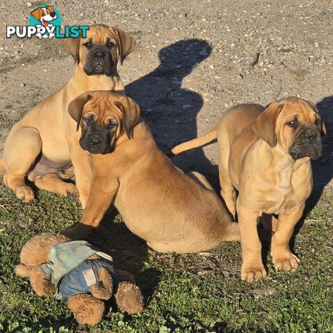 Dogue De Bordeaux X Rottweiler pups.