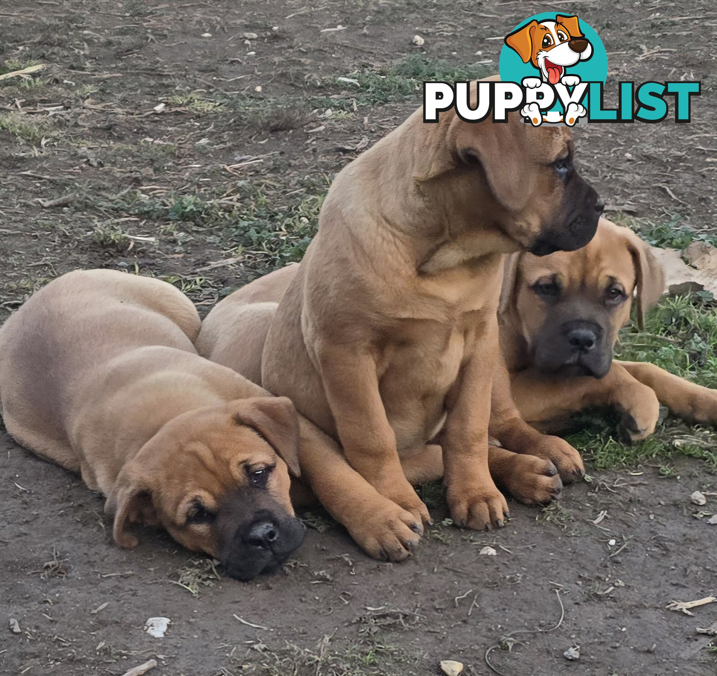 Annies Mastiffs