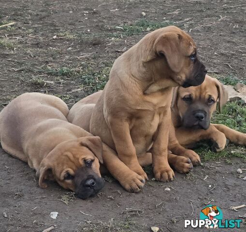 Annies Mastiffs