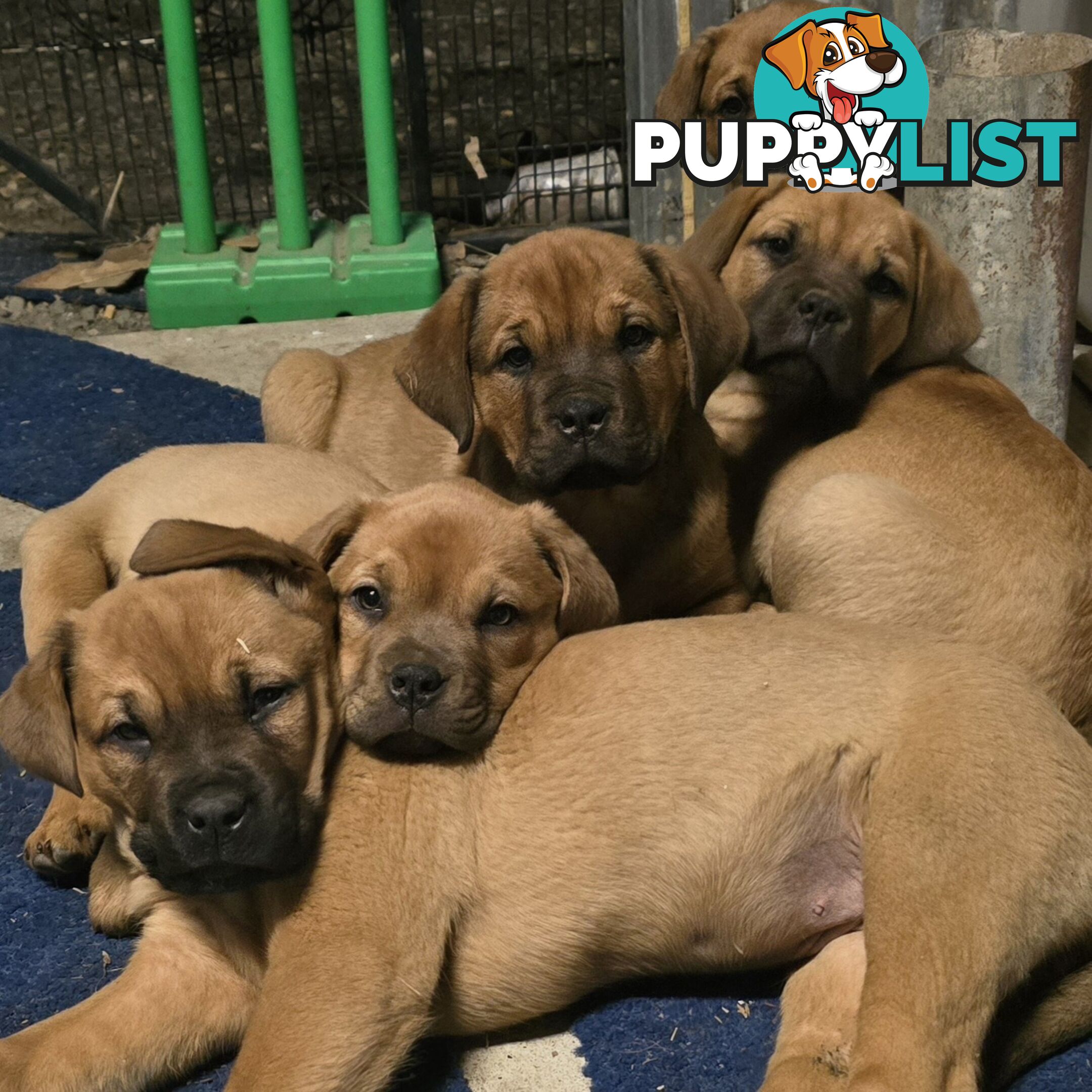 Annies Mastiffs
