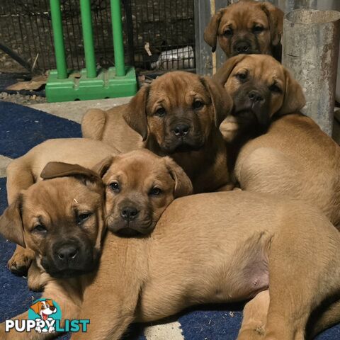 Annies Mastiffs