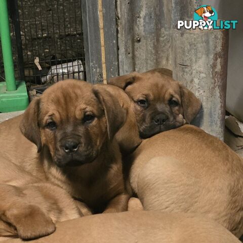 Annies Mastiffs
