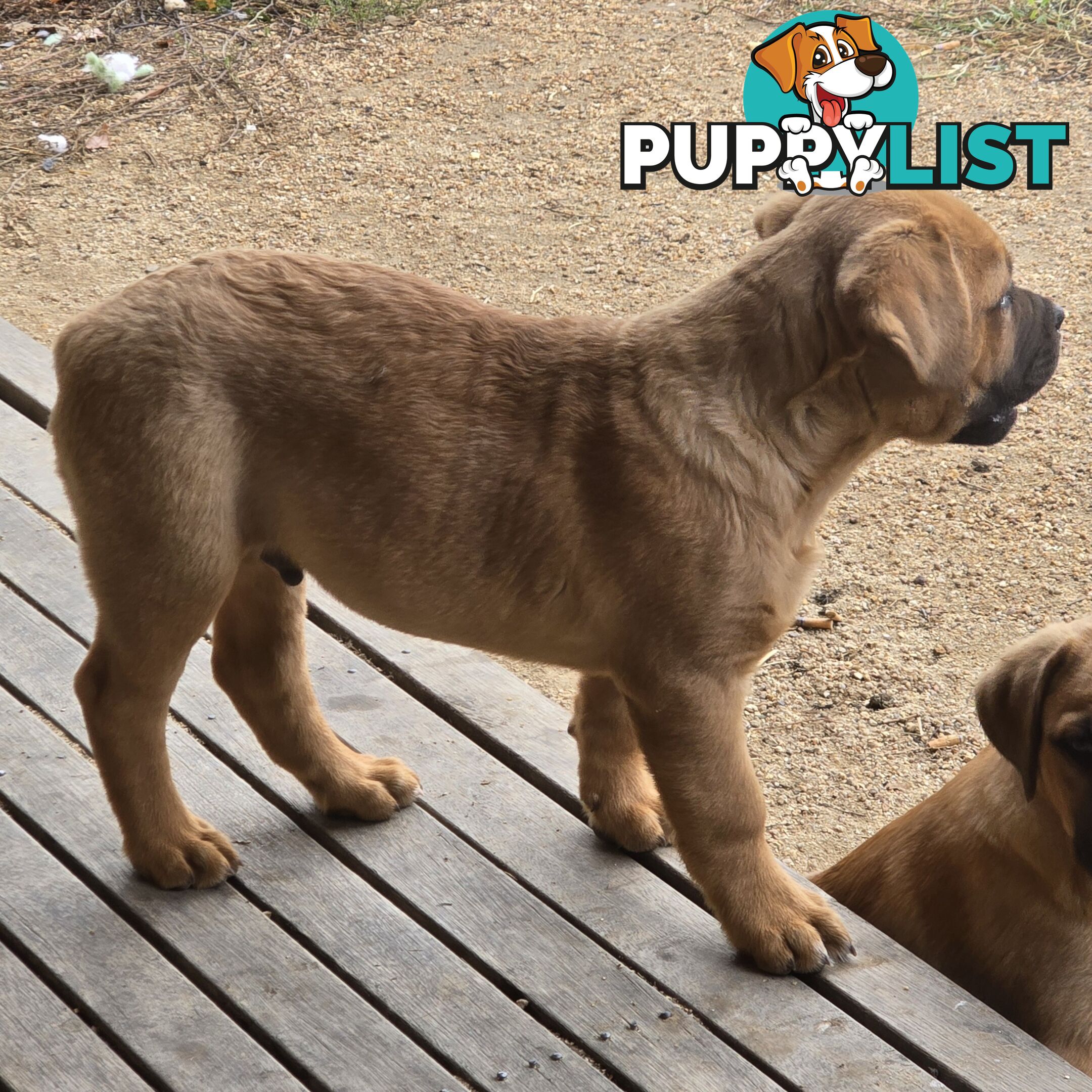 Annies Mastiffs