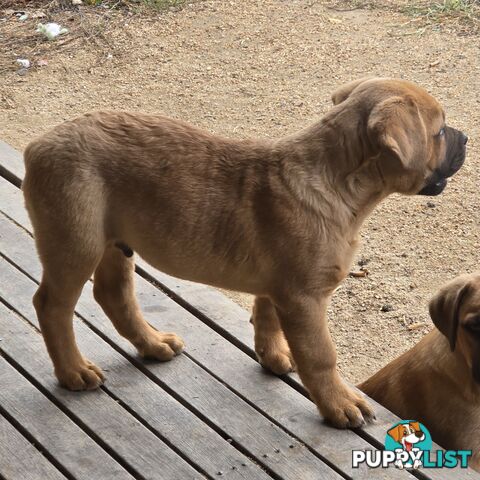 Annies Mastiffs