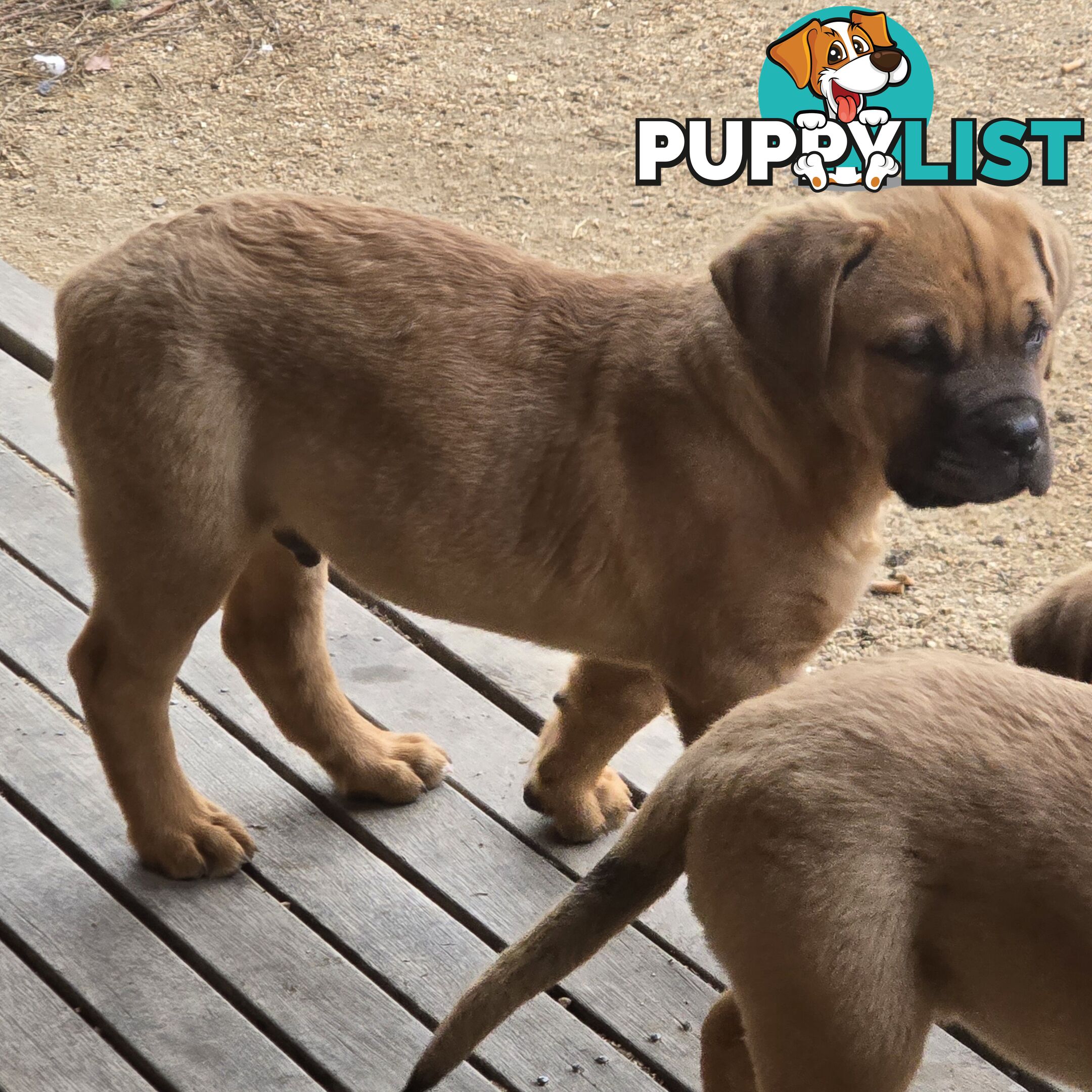 Annies Mastiffs