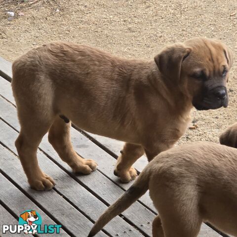 Annies Mastiffs