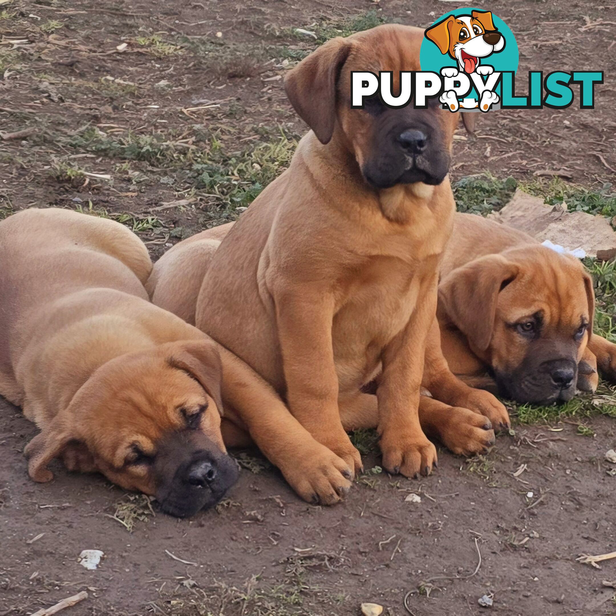 Annies Mastiffs