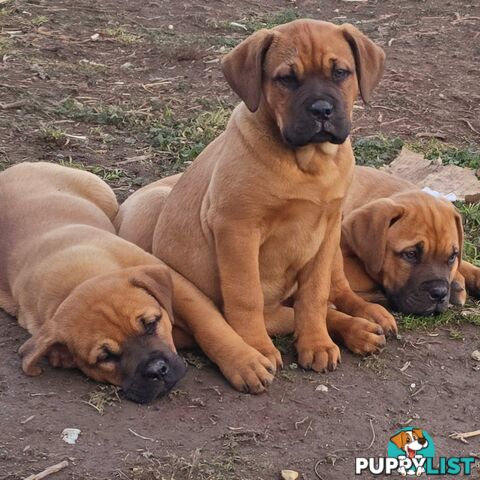 Annies Mastiffs