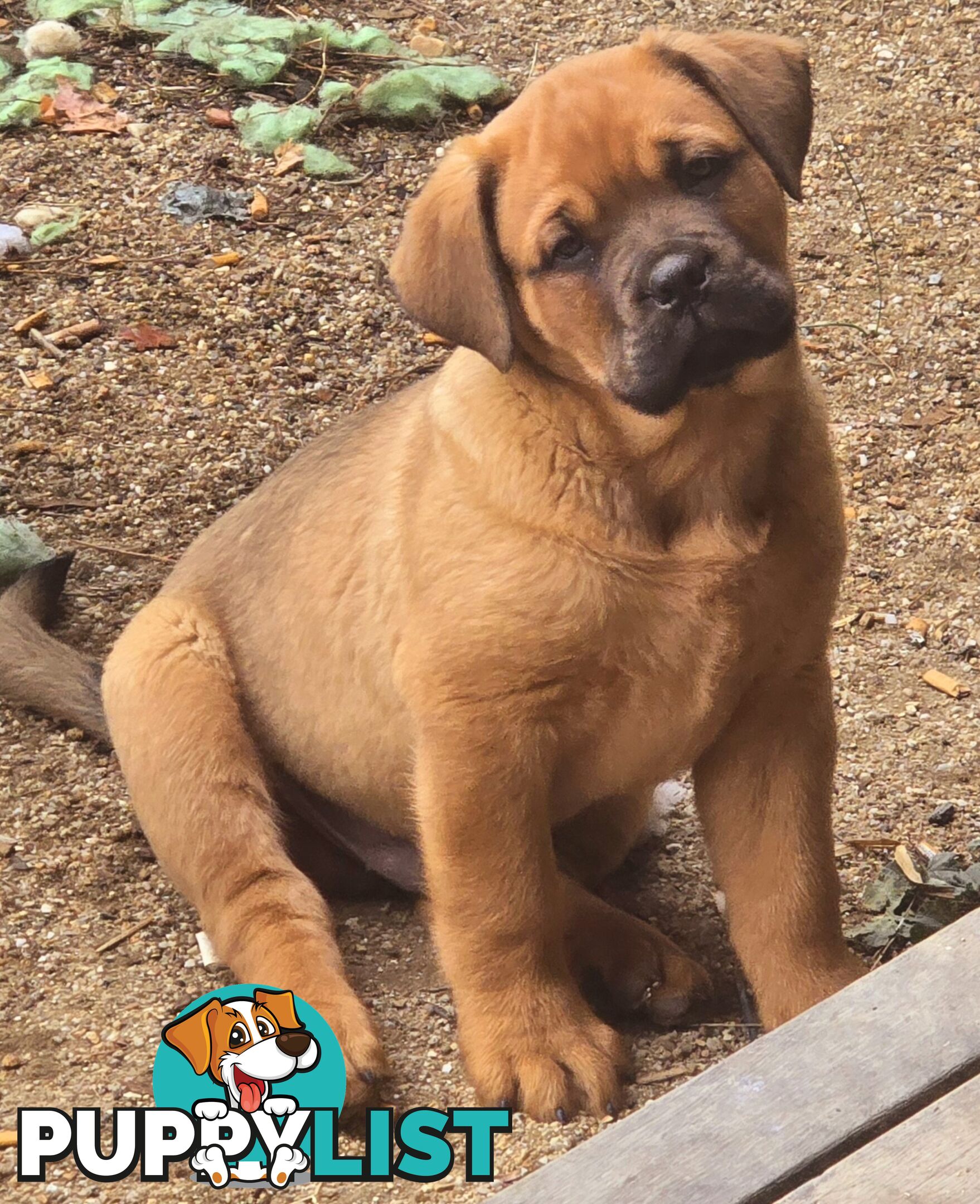 Annies Mastiffs