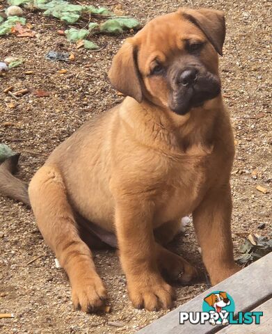 Annies Mastiffs