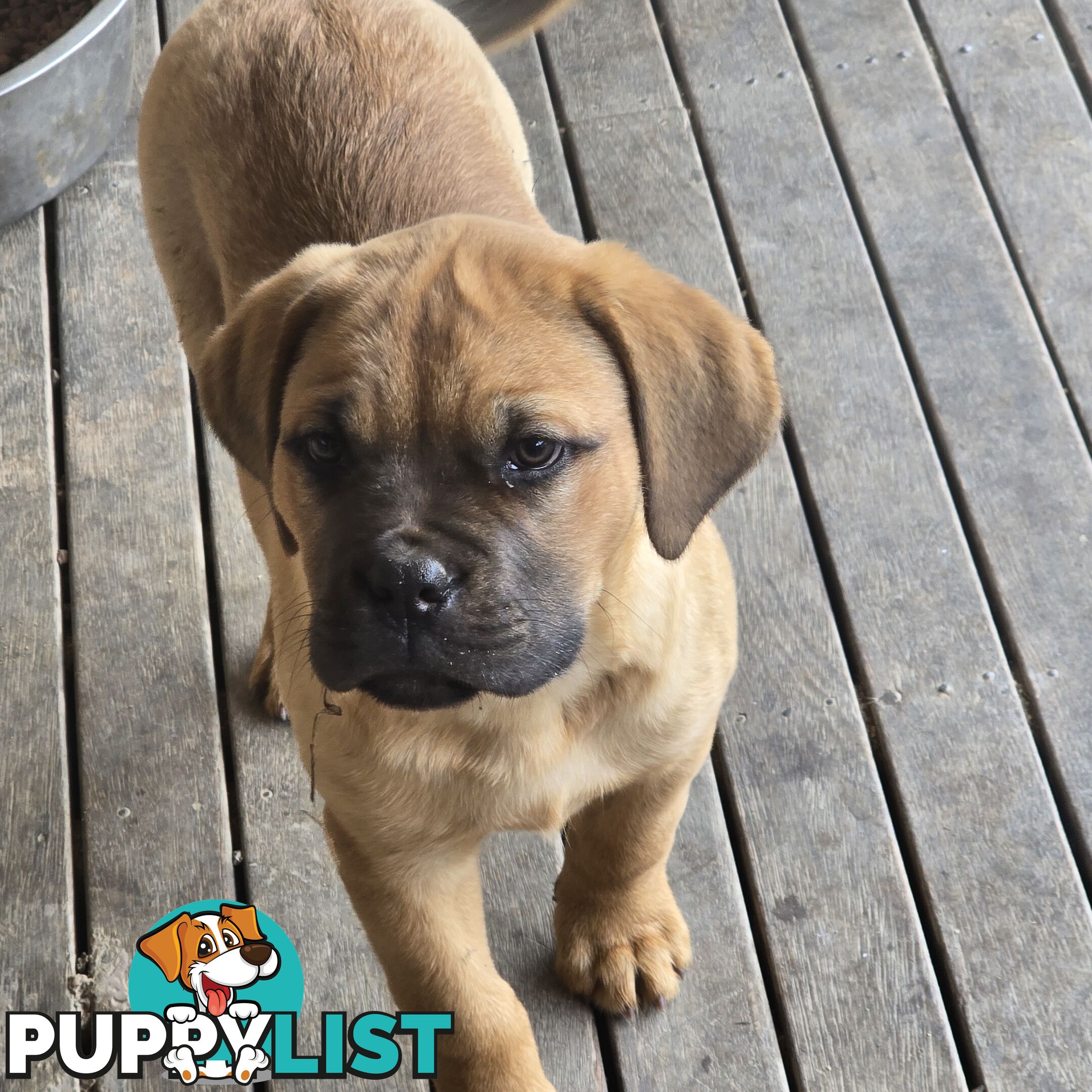 Annies Mastiffs