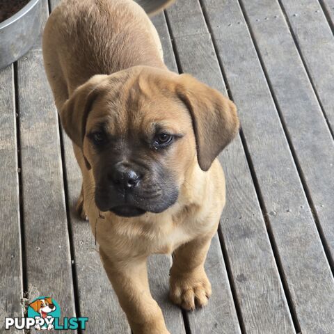 Annies Mastiffs