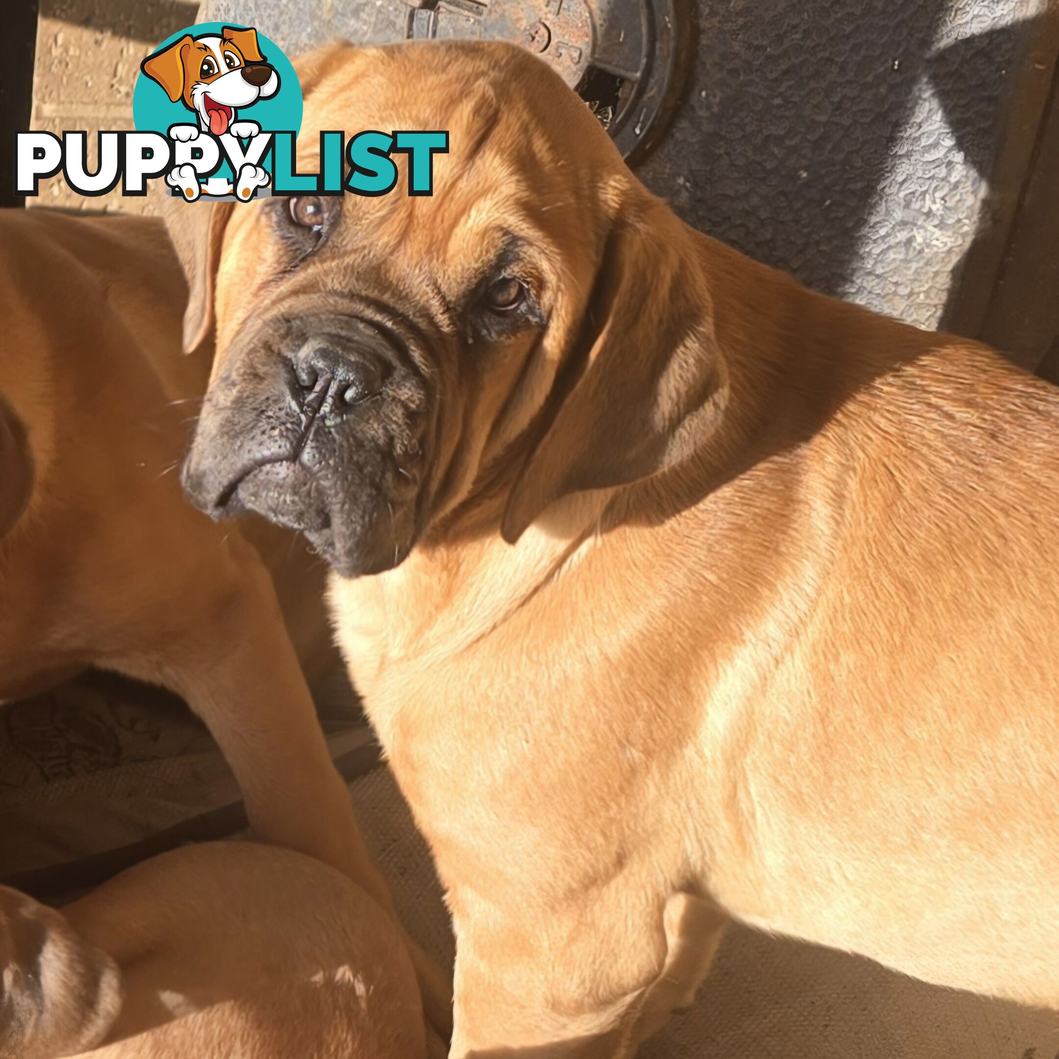 Annies Mastiffs