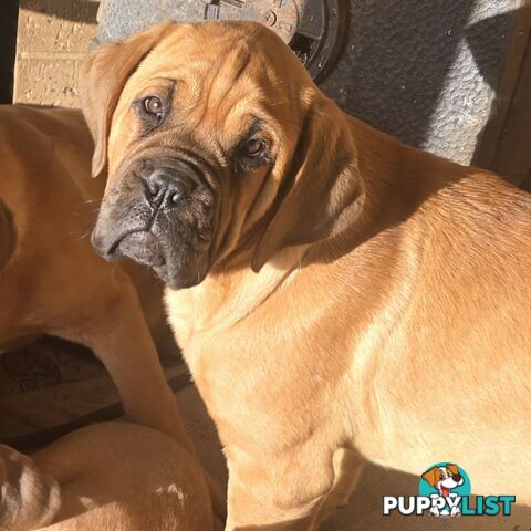 Annies Mastiffs