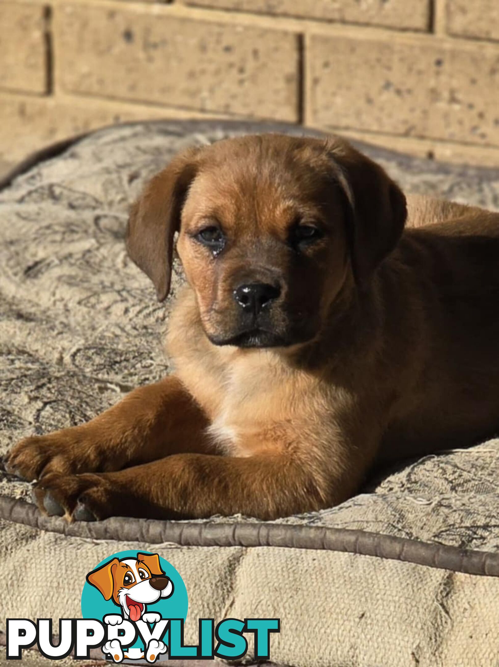 Rottweiler x Dogue De Bordeaux pups.