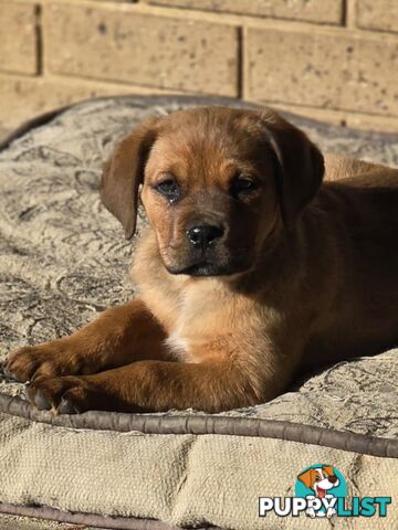 Rottweiler x Dogue De Bordeaux pups.