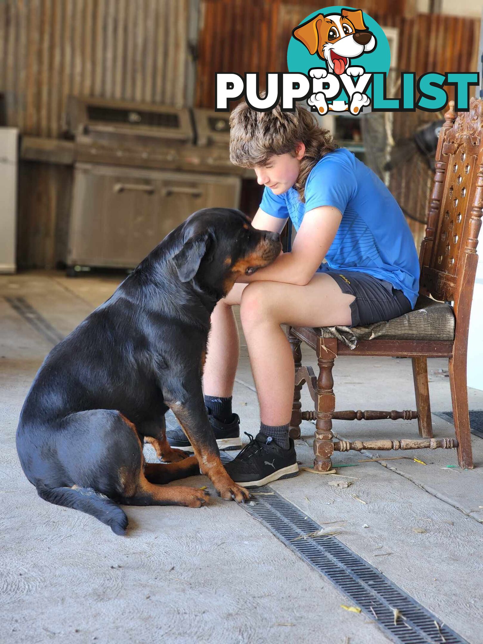 Rottweiler x Dogue De Bordeaux pups.