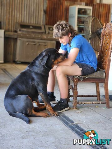 Rottweiler x Dogue De Bordeaux pups.