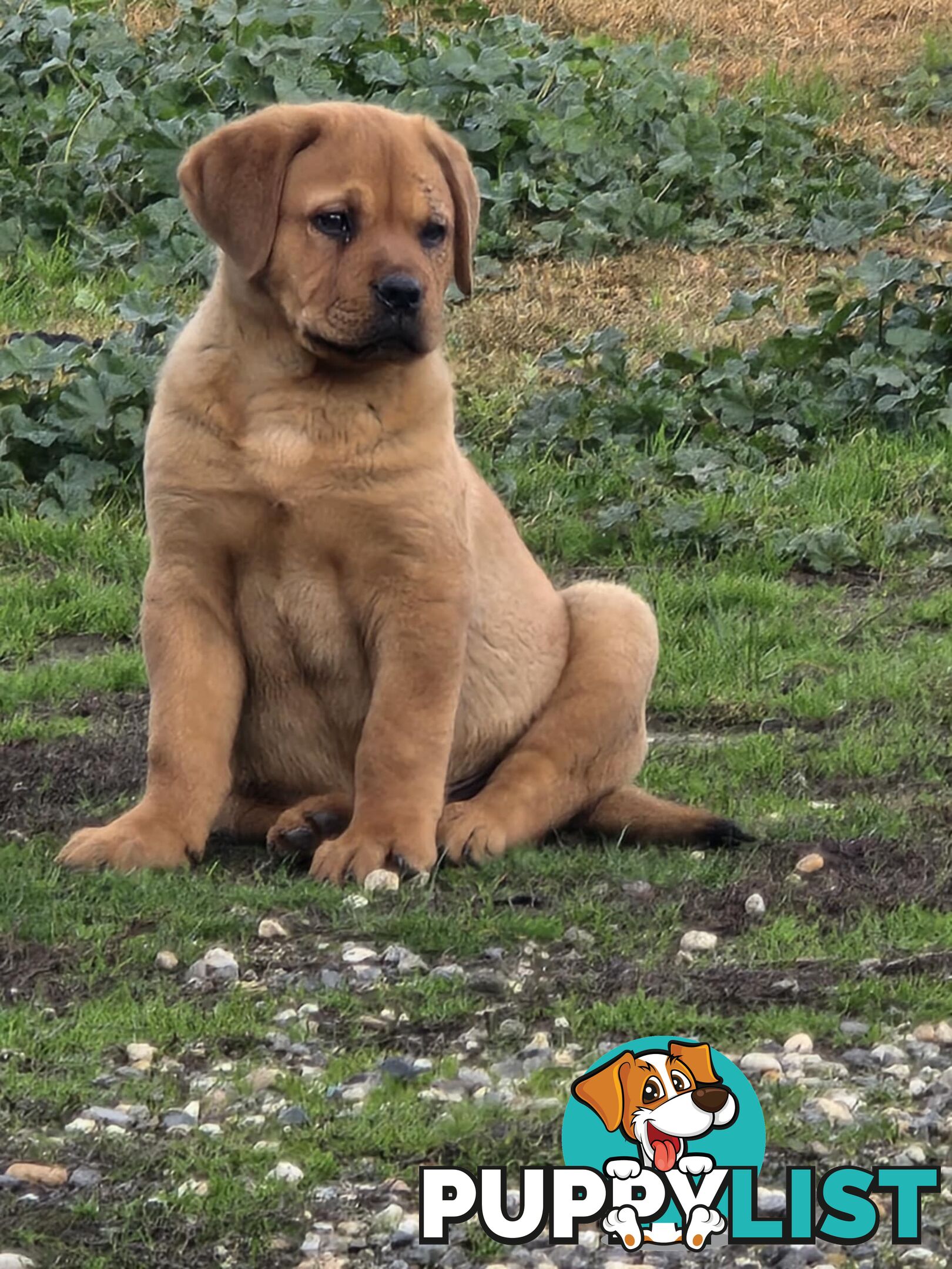 Rottweiler x Dogue De Bordeaux pups.