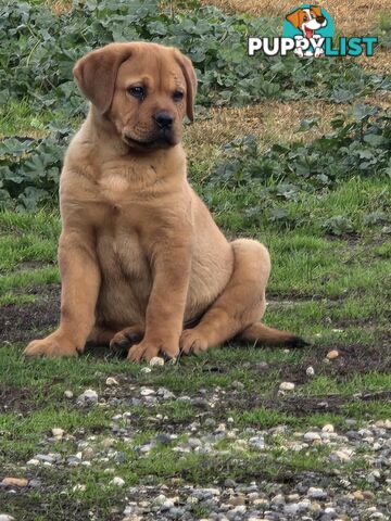 Rottweiler x Dogue De Bordeaux pups.