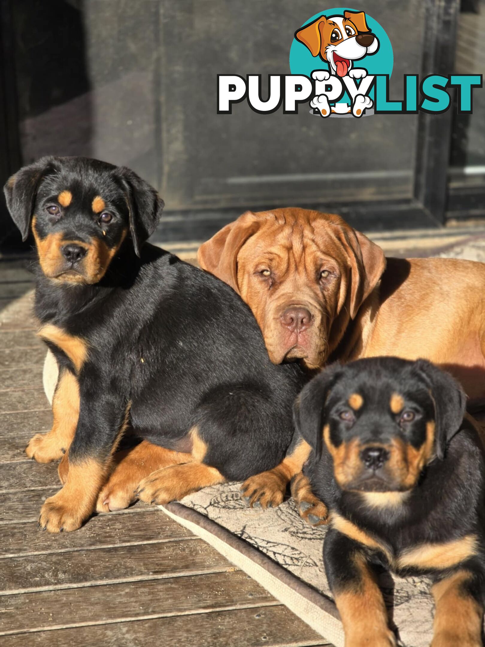 Rottweiler x Dogue De Bordeaux pups.