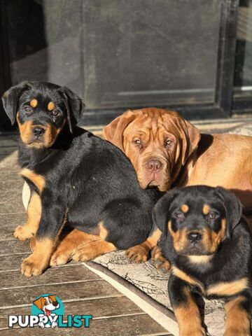 Rottweiler x Dogue De Bordeaux pups.