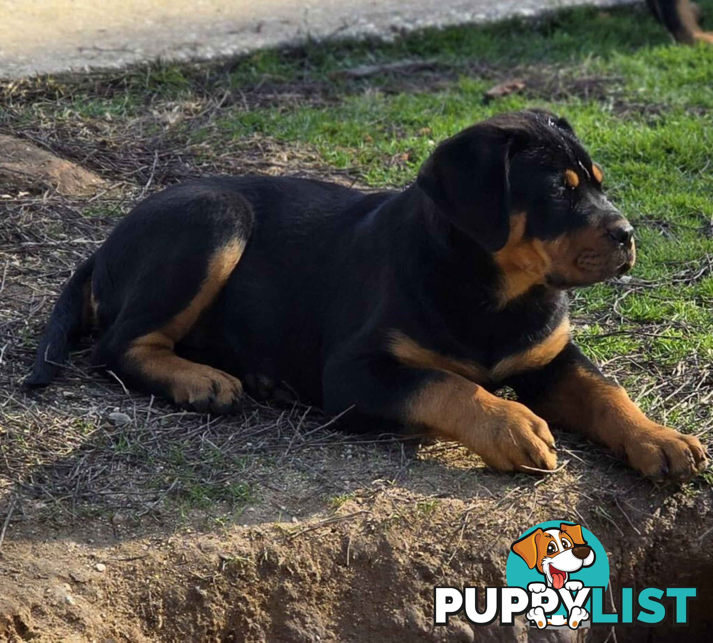 Rottweiler x Dogue De Bordeaux pups.