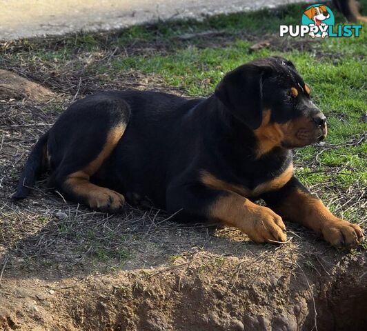 Rottweiler x Dogue De Bordeaux pups.