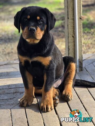 Rottweiler x Dogue De Bordeaux pups.