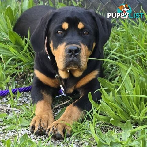 Rottweiler x Dogue De Bordeaux pups.