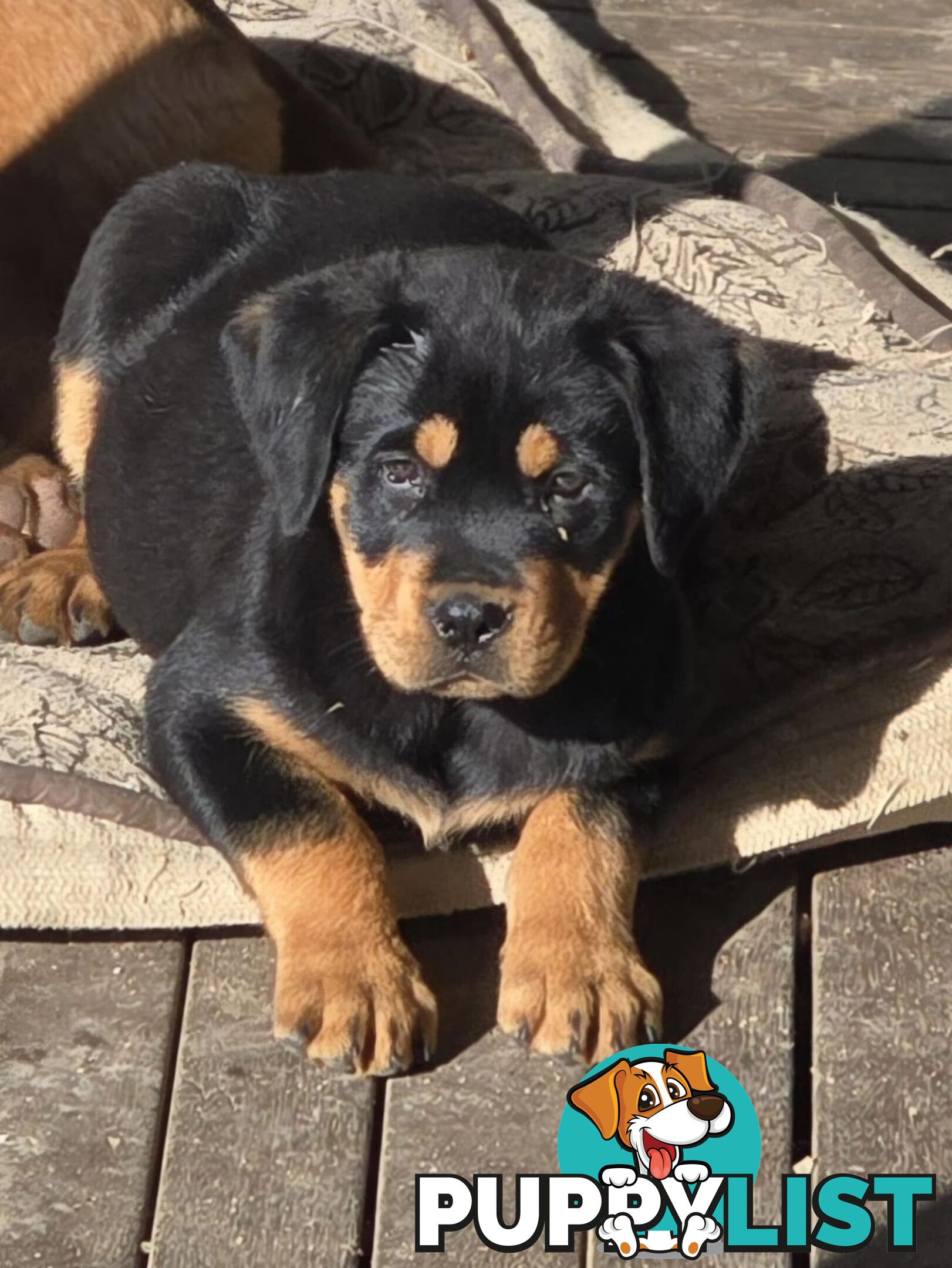 Rottweiler x Dogue De Bordeaux pups.