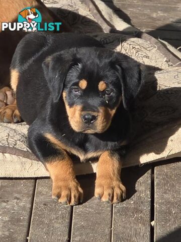 Rottweiler x Dogue De Bordeaux pups.