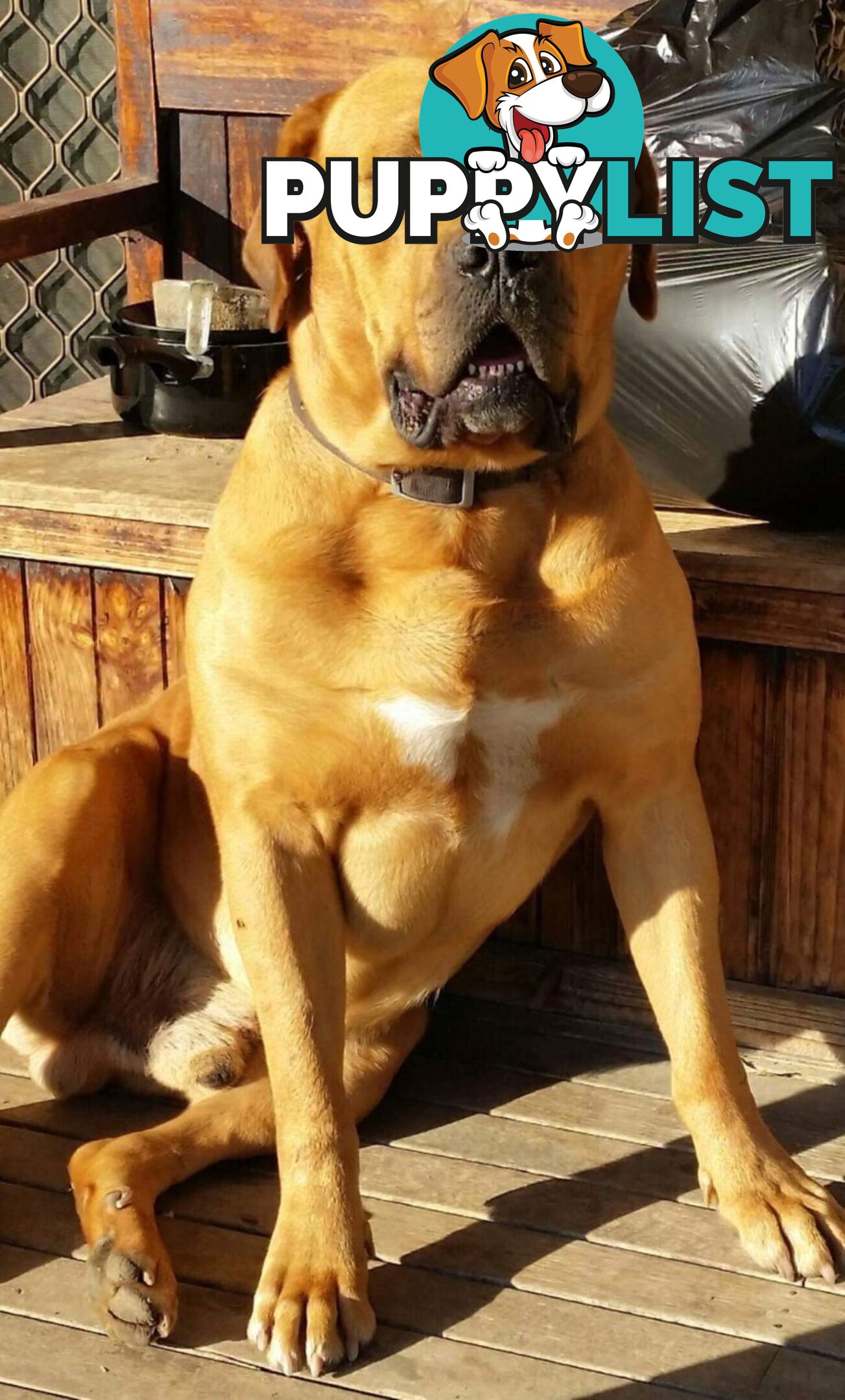 Rottweiler x Dogue De Bordeaux pups.