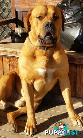 Rottweiler x Dogue De Bordeaux pups.