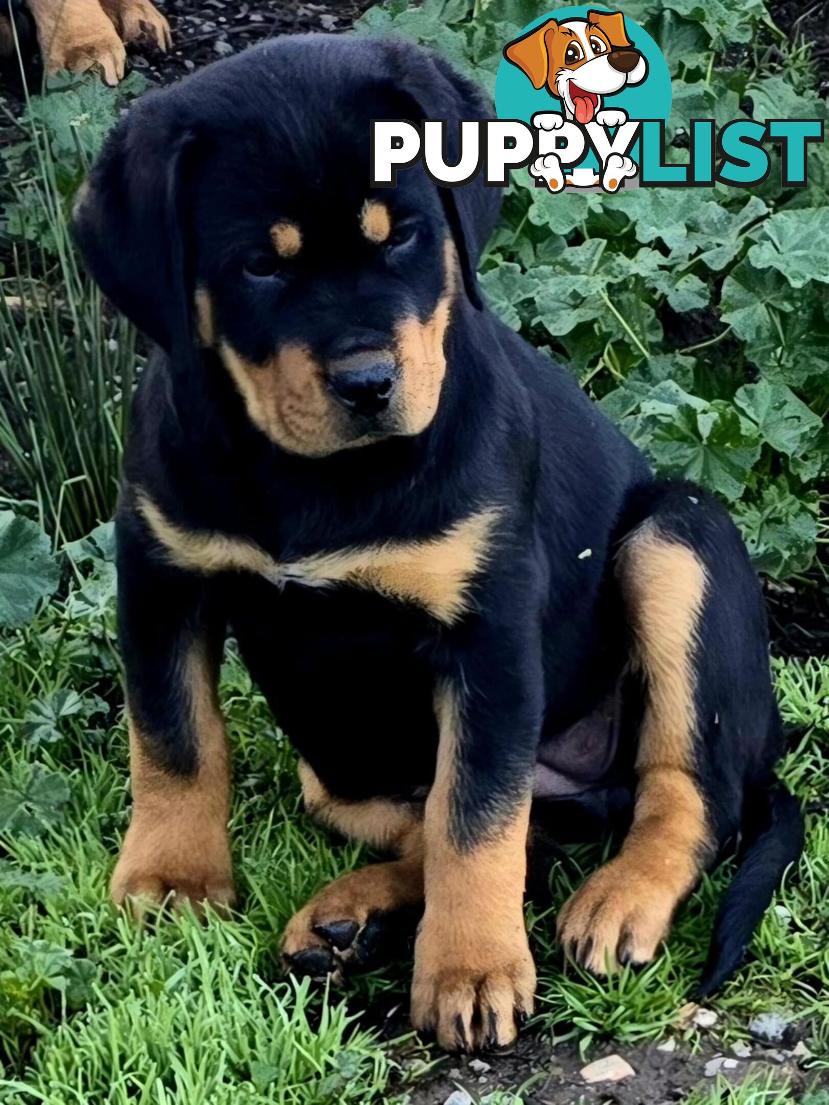 Rottweiler x Dogue De Bordeaux pups.