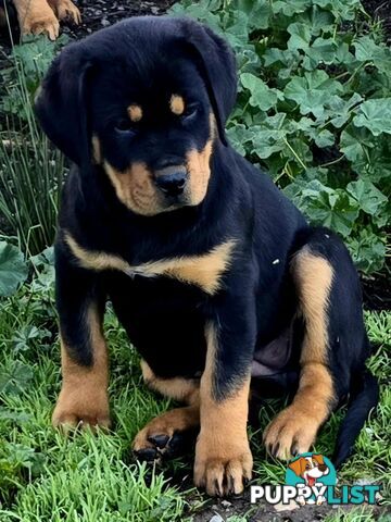 Rottweiler x Dogue De Bordeaux pups.