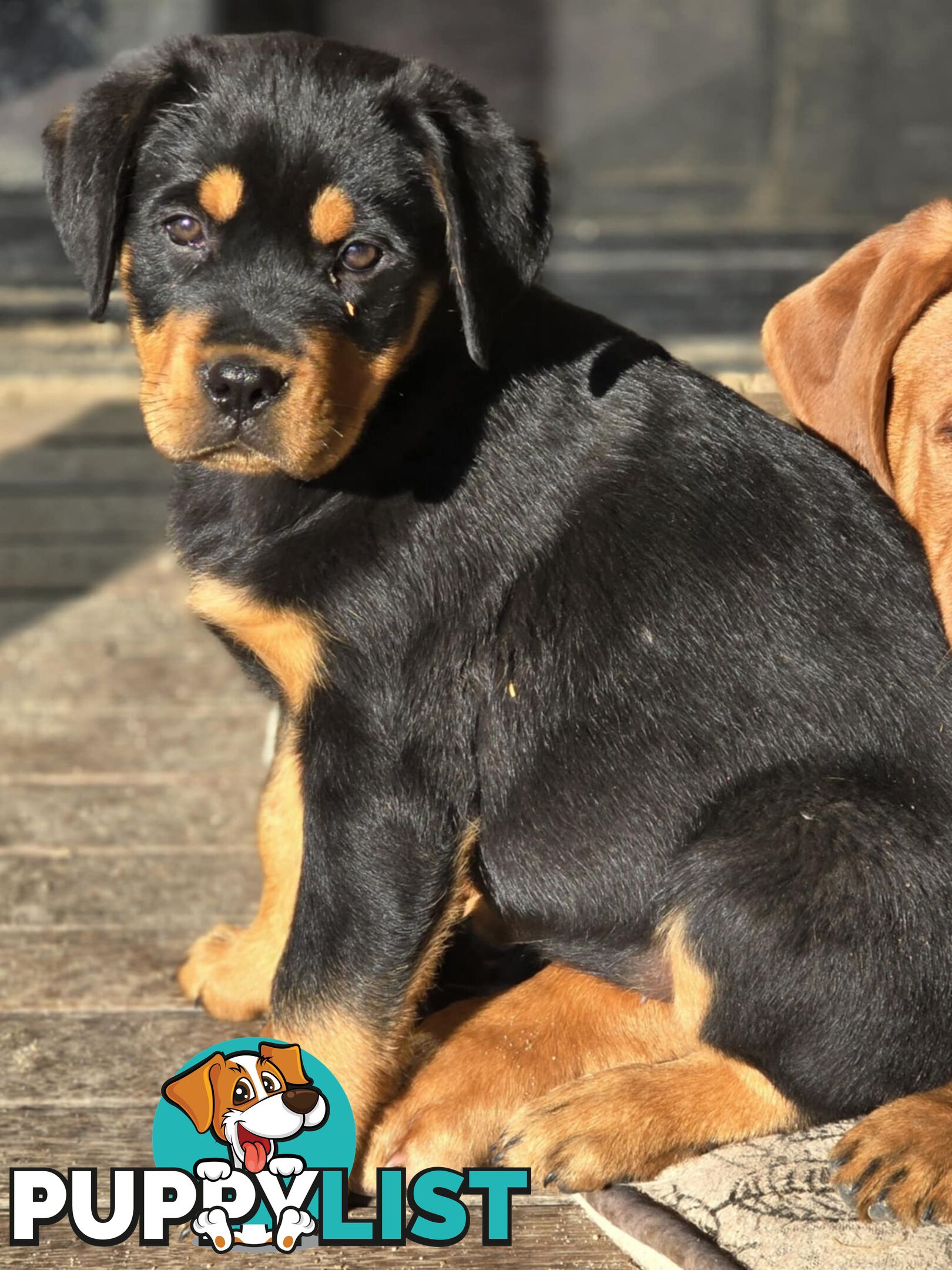 Rottweiler x Dogue De Bordeaux pups.