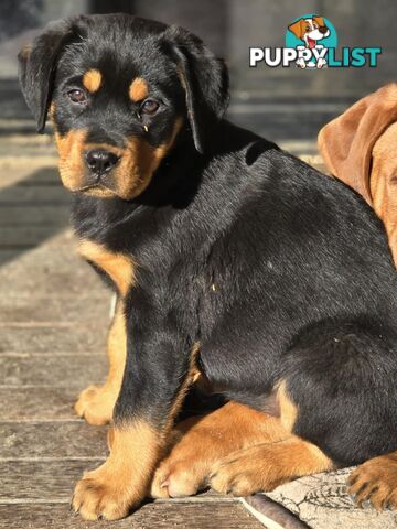 Rottweiler x Dogue De Bordeaux pups.