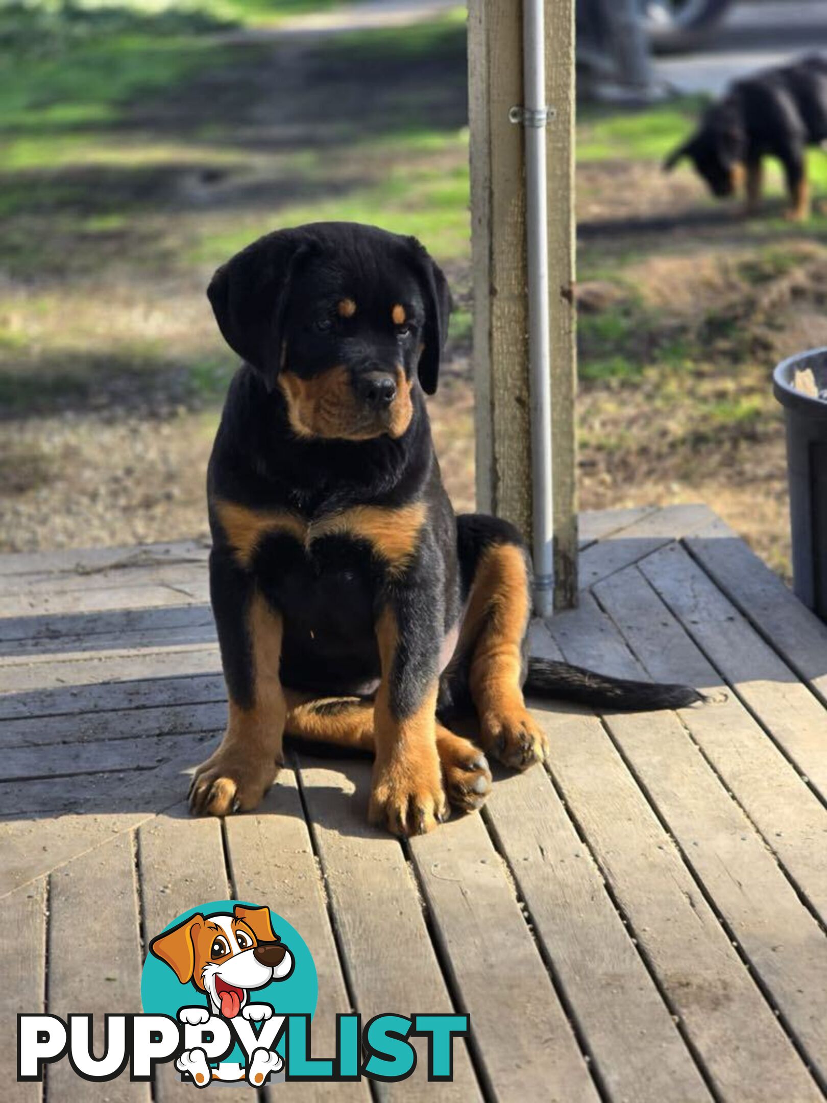 Rottweiler x Dogue De Bordeaux pups.