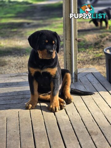 Rottweiler x Dogue De Bordeaux pups.