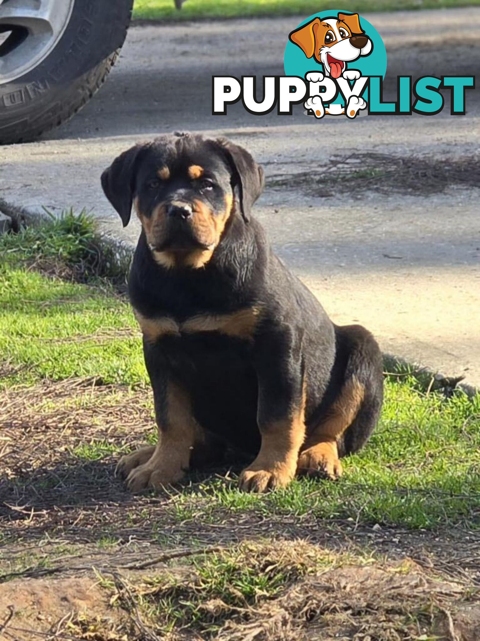 Rottweiler x Dogue De Bordeaux pups.