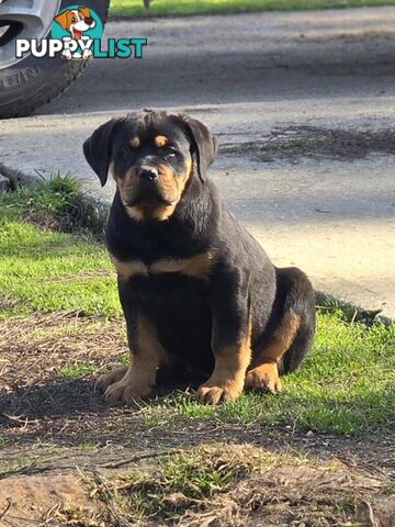 Rottweiler x Dogue De Bordeaux pups.