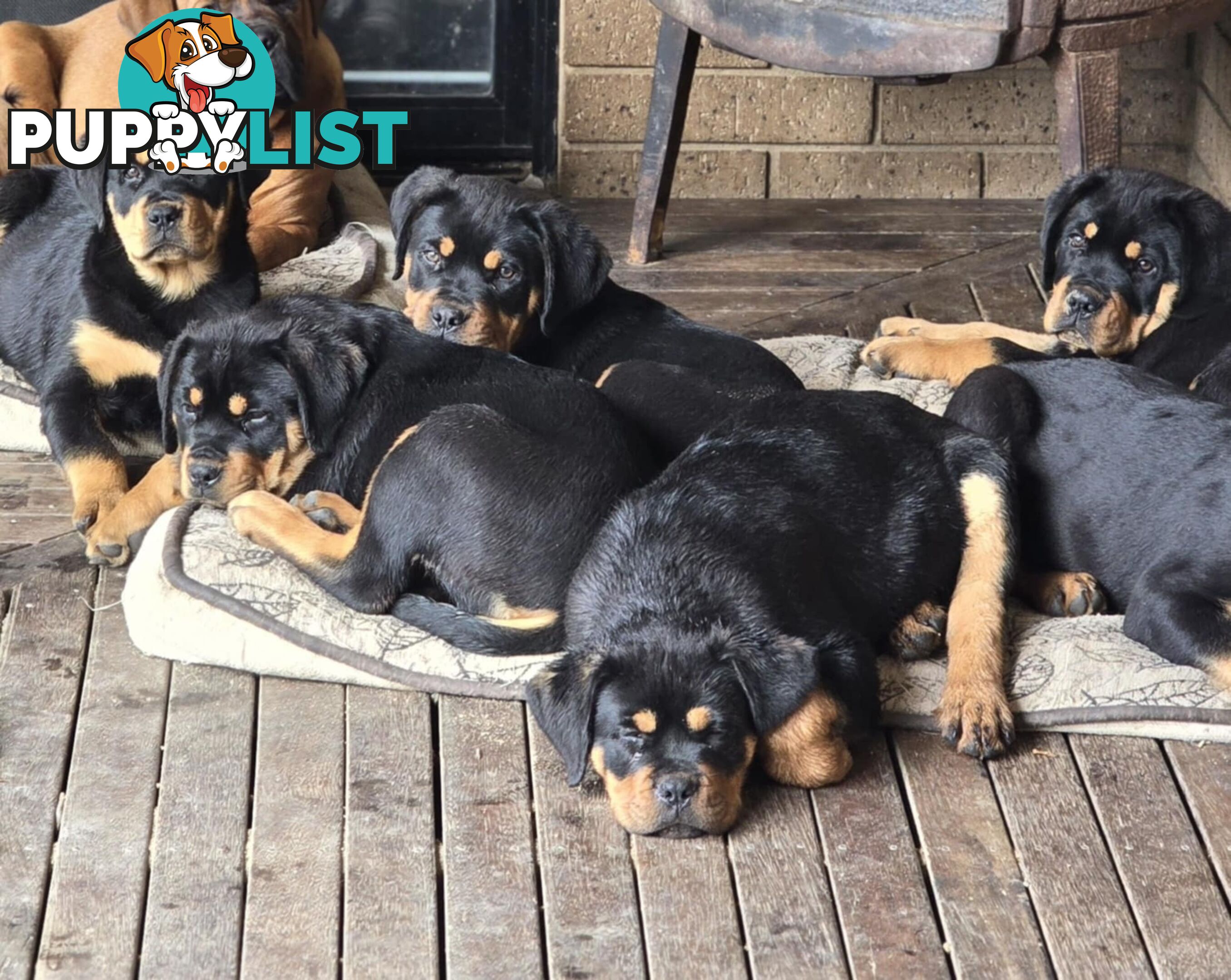 Rottweiler x Dogue De Bordeaux pups.